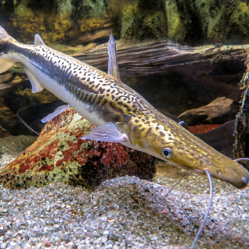 Are Shovelnose Catfish aggressive?