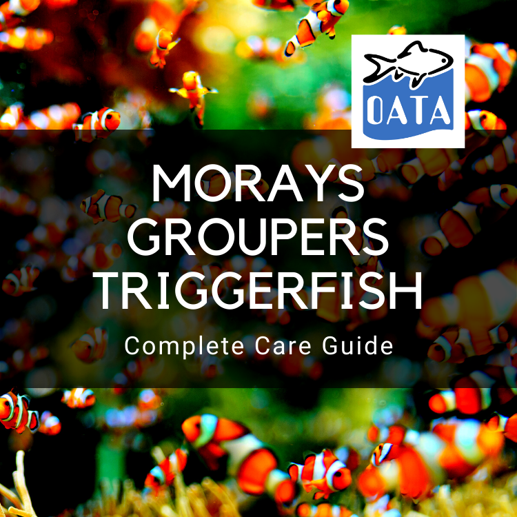 OATA Care Guide: Morays, Groupers & Triggerfish