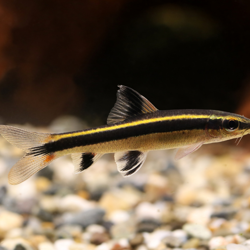 Are Flying Foxes aggressive?