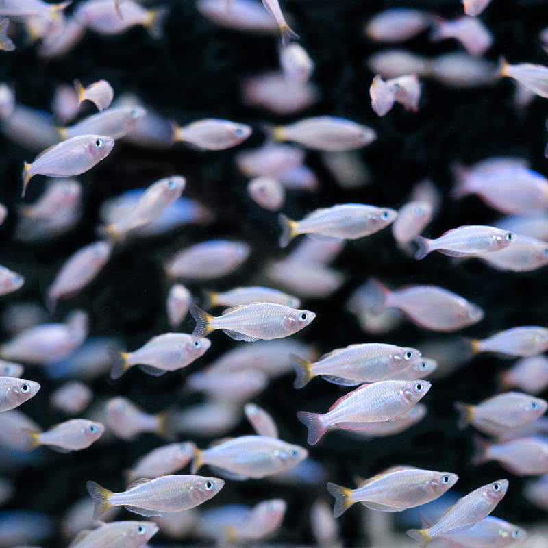 Do Neon Dwarf Rainbowfish need lots of plants?