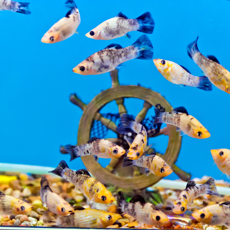 Setting Up Your Aquarium Step 1: Cleaning your Tank and Equipment