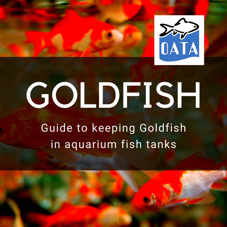 OATA Guide to Keeping Goldfish in an Indoor Aquarium