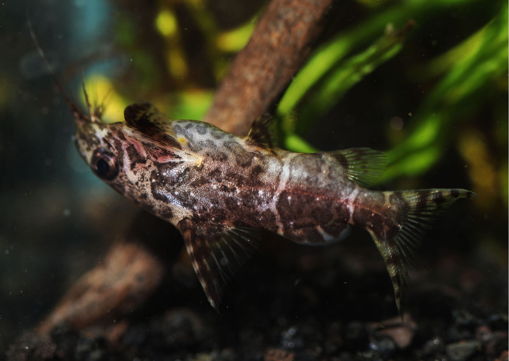 Fish Profiles | Upside Down Catfish
