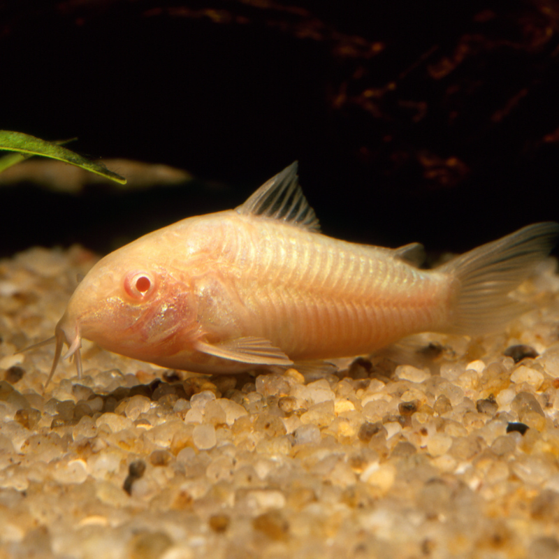 Will Albino Corys clean my tank?