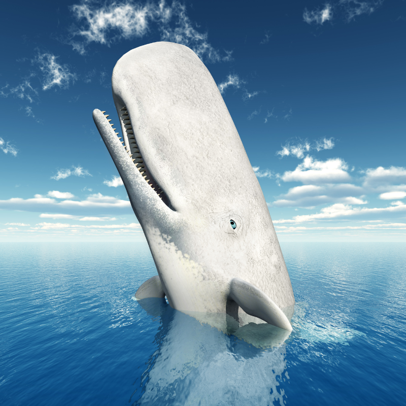 Lords of the Sea: The Common Cachalot - Sperm Whale