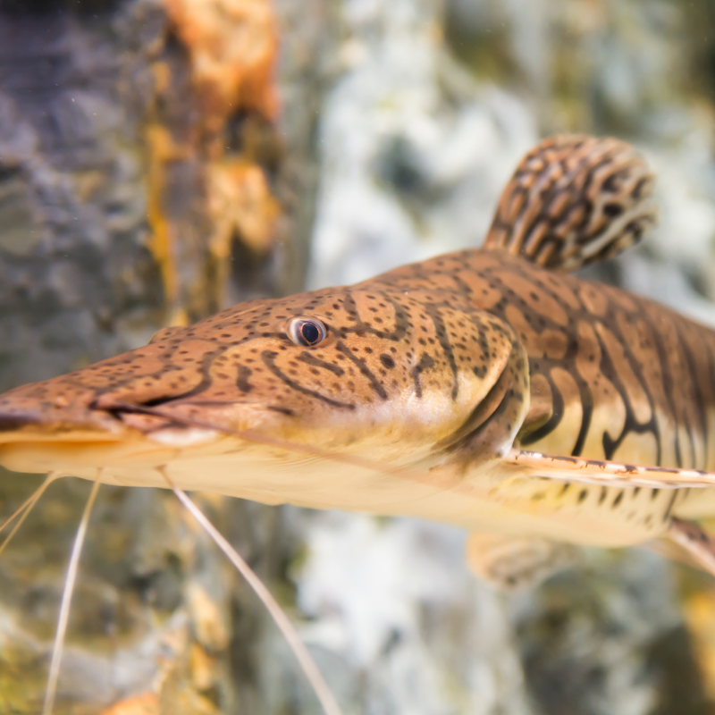 Are Shovelnose Catfish difficult to keep?