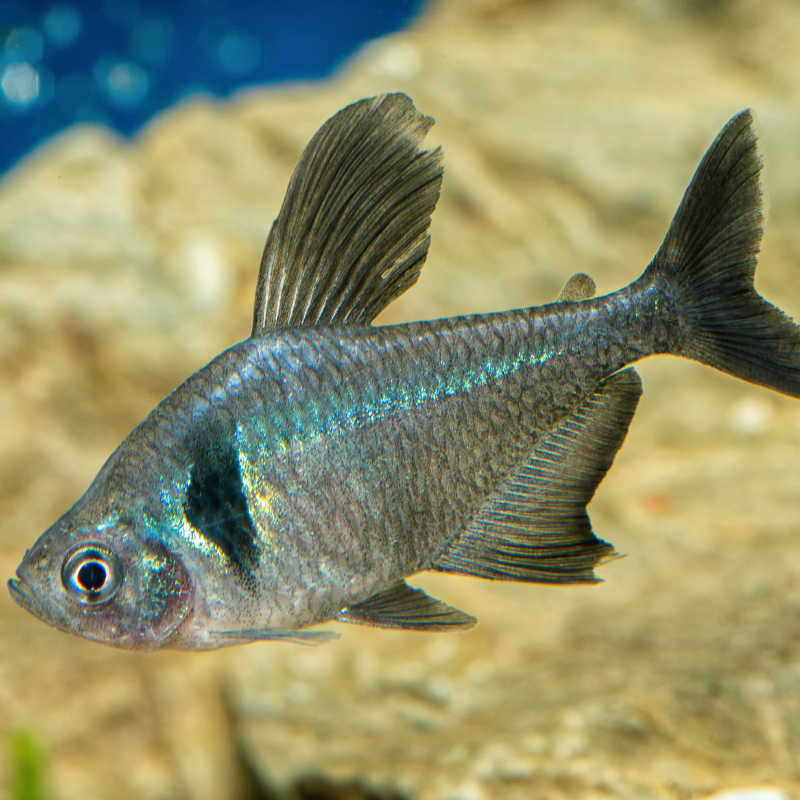 Do Black Phantom Tetra prefer shade / low lighting?