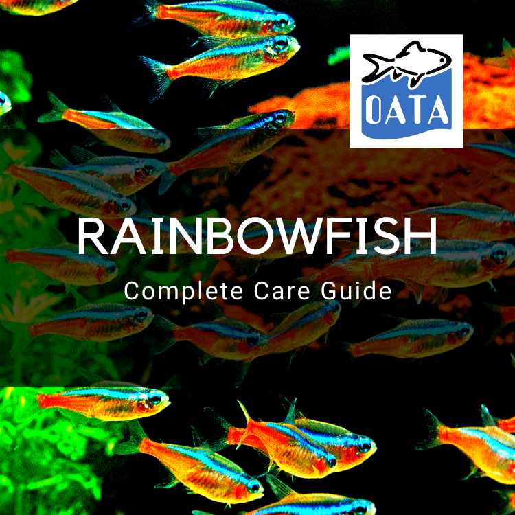 OATA Care Guide: Rainbowfish