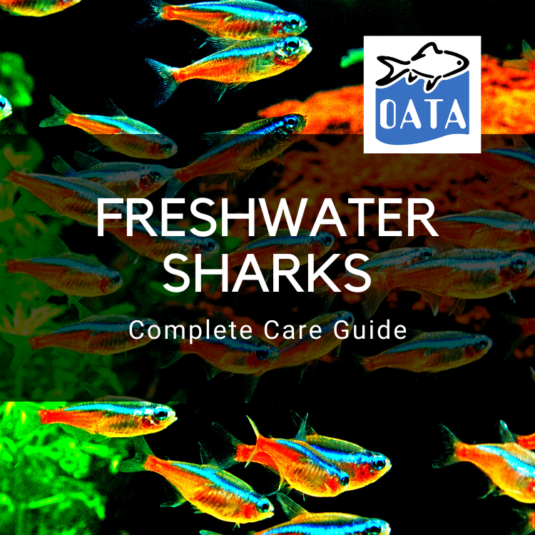 OATA Care Guide: Freshwater Sharks