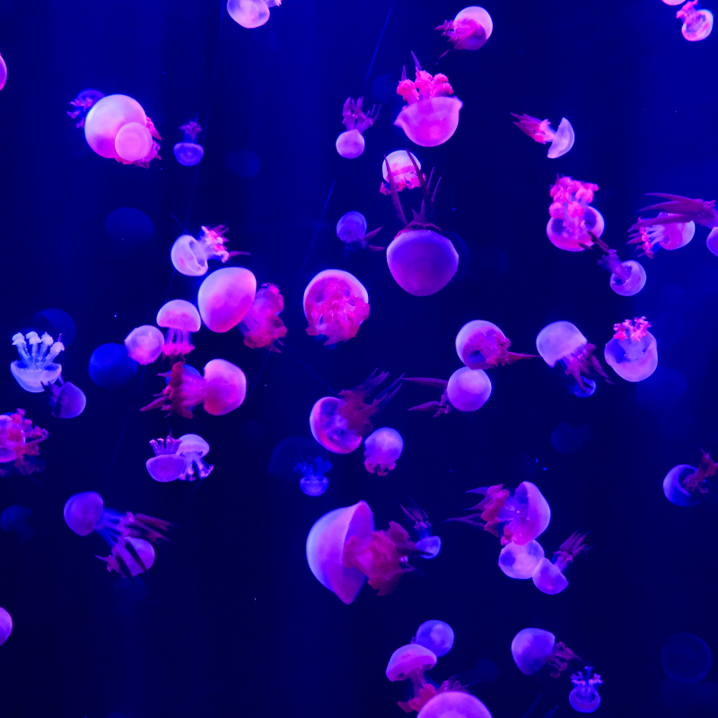 How Long Do Jellyfish Live In A Tank Or Aquarium?