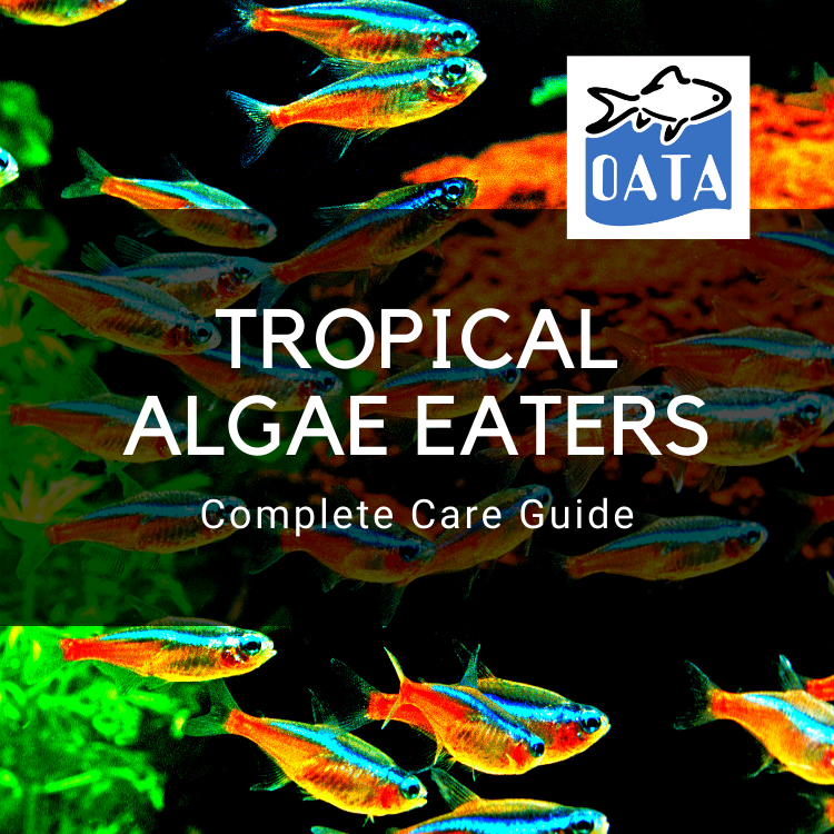 OATA Care Guide: Tropical Algae Eaters