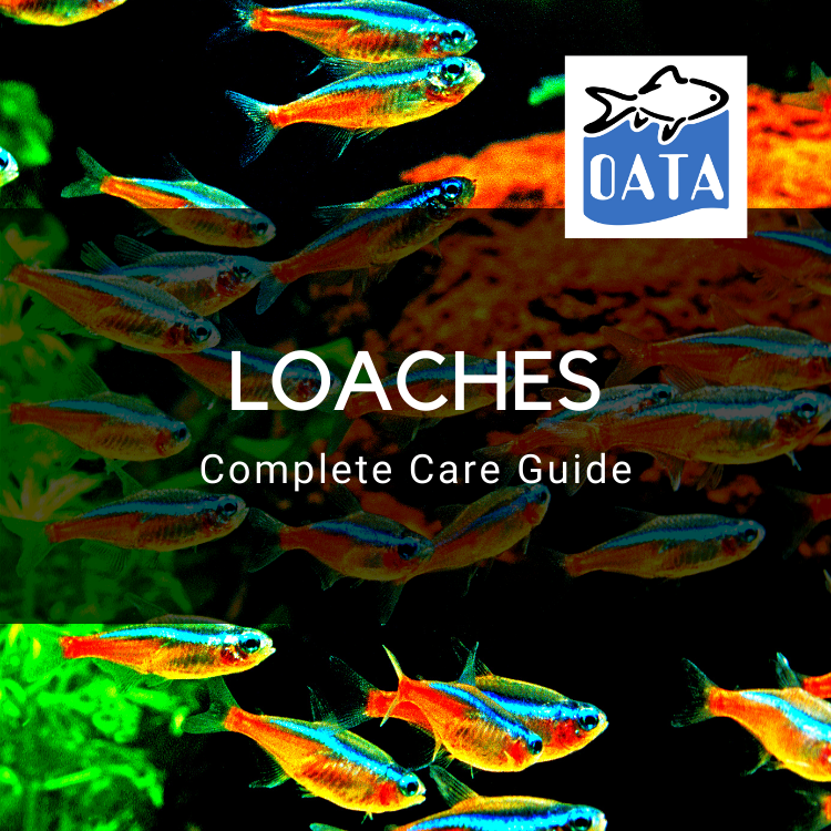 OATA Care Guide: Loaches