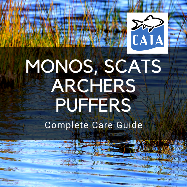 OATA Care Guide: Brackish Monos, Scats, Archers & Puffers