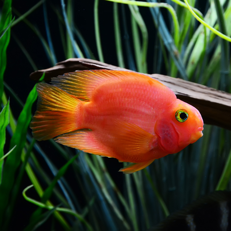 Are Parrot Cichlid's aggressive?