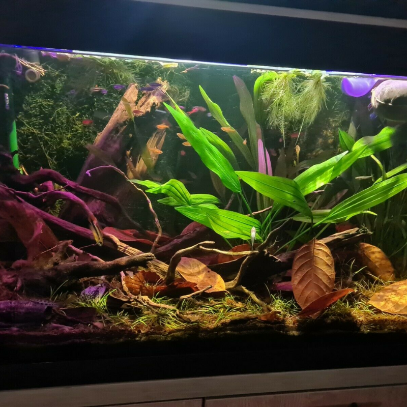 Jackfruit Leaves in an Aquarium