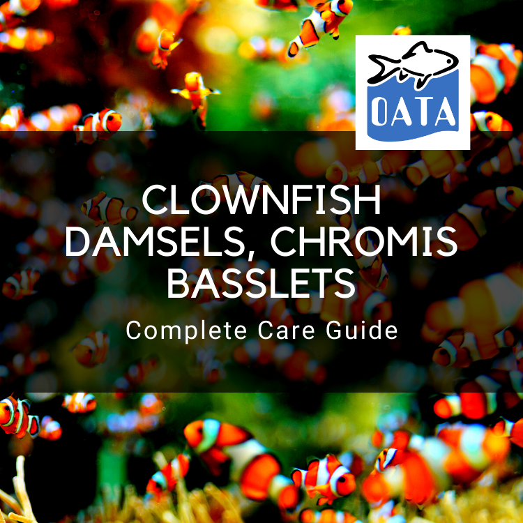 OATA Care Guide: Clownfish Damsels Chromis and Basslets
