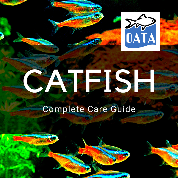 OATA Care Guide: Catfish