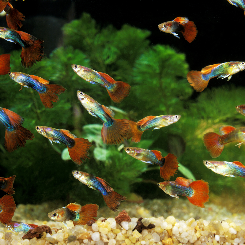 Can Guppy's breed without a male fish present?