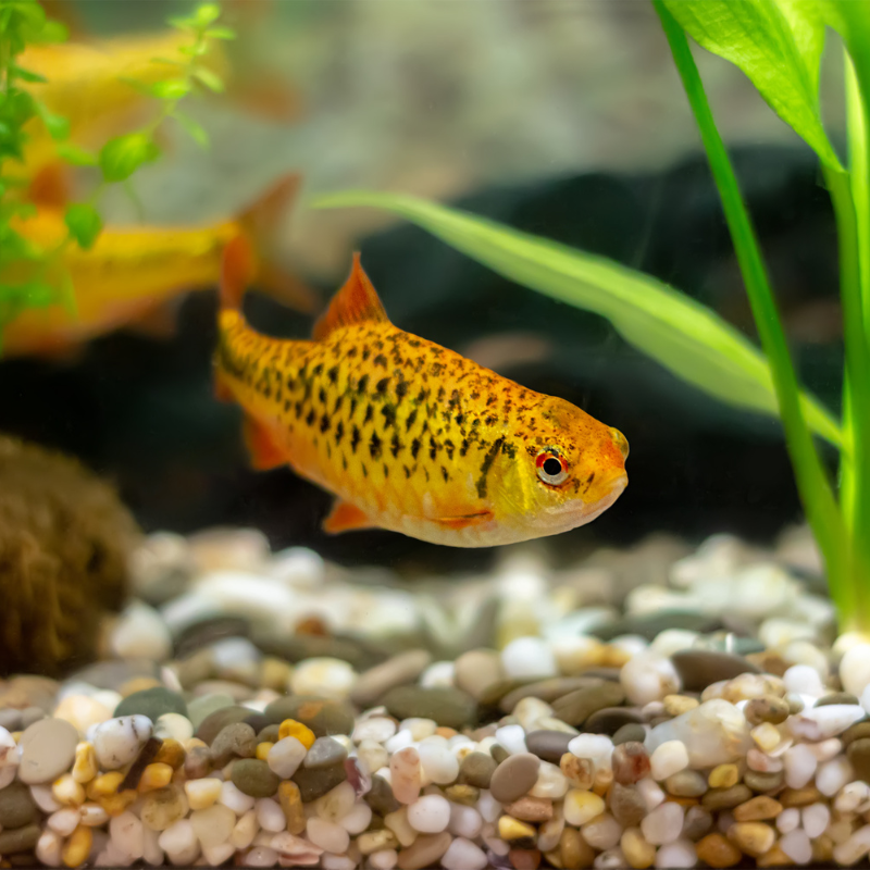 Are Golden Barbs a shoaling fish?