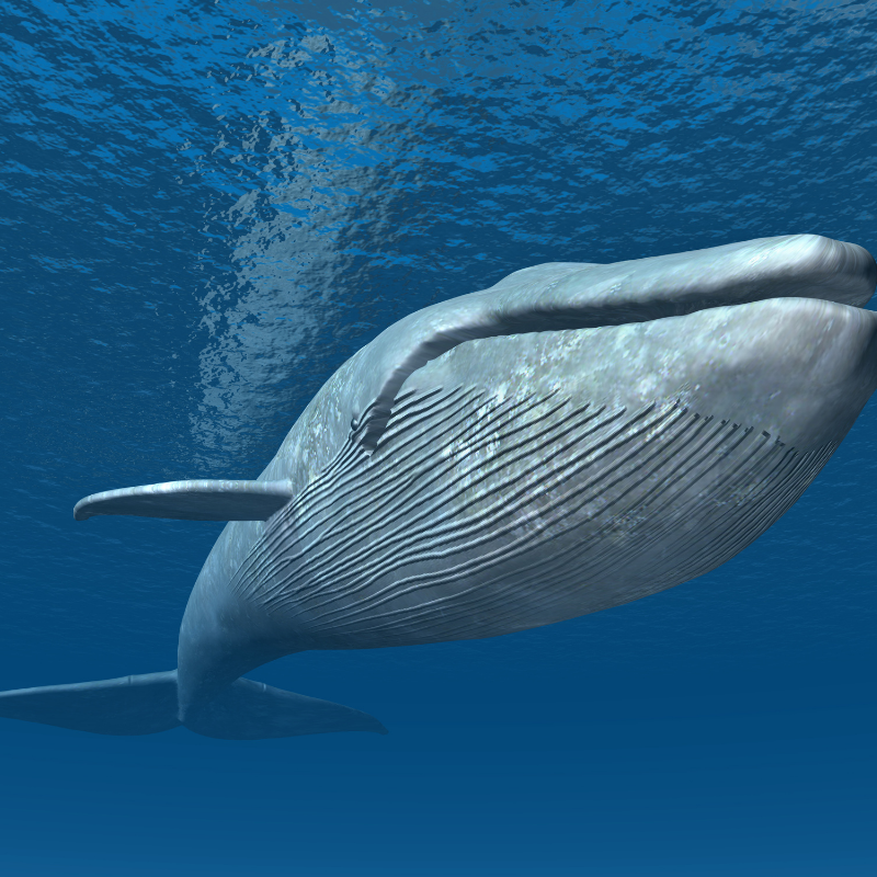 Mo Mammals Mo Plankton: The Blue Whale