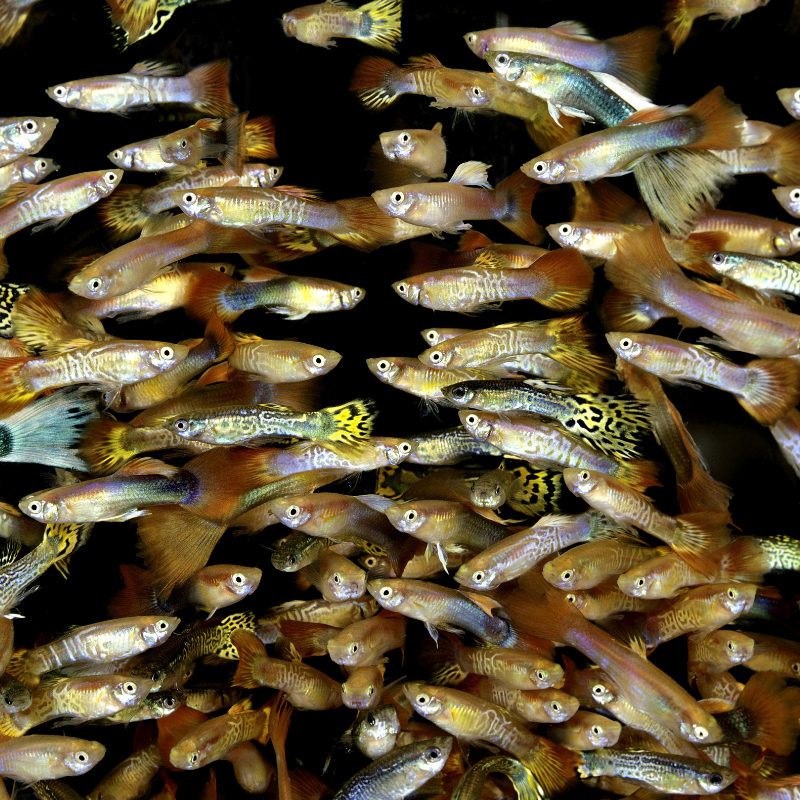 female guppies