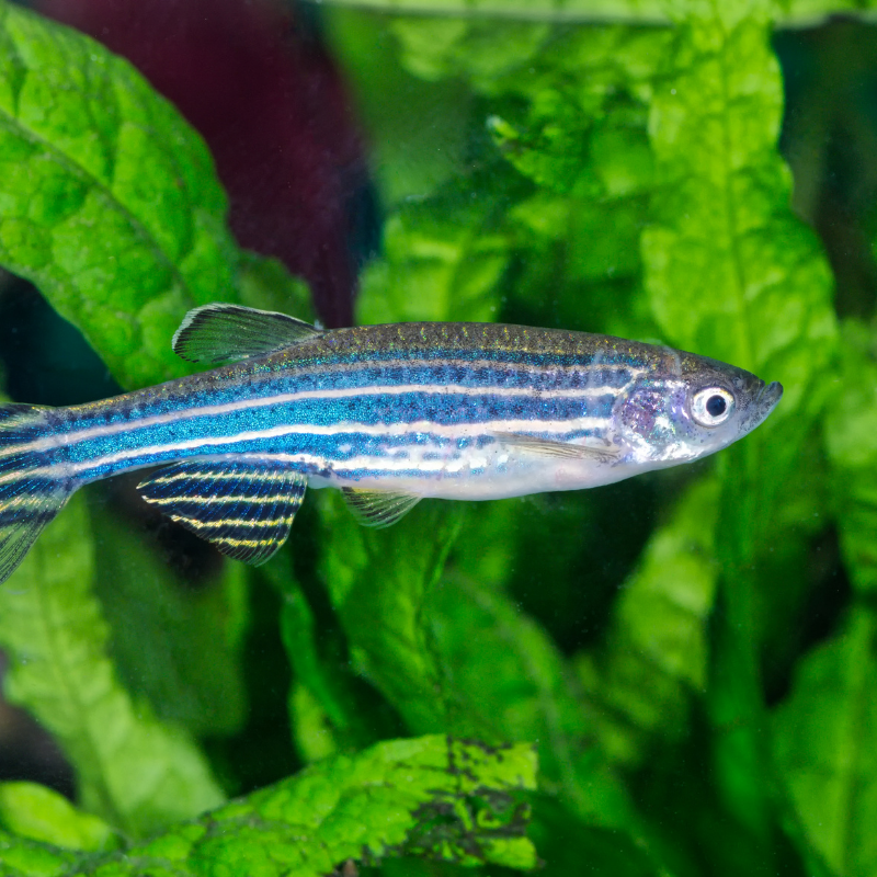 Are Zebra Danios fin-nippers, will they nip the fins of other fish?