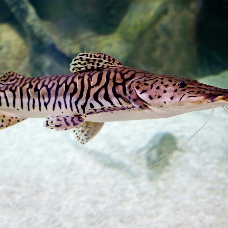 What can I keep with Shovelnose Catfish?