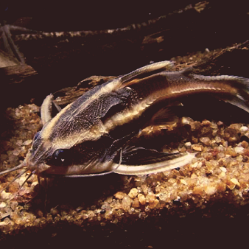 Are Striped Raphael Dora Catfish aggressive?