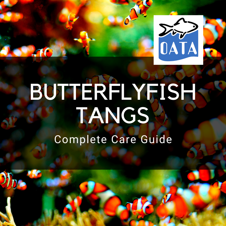 OATA Care Guide: Butterflyfish and Tangs