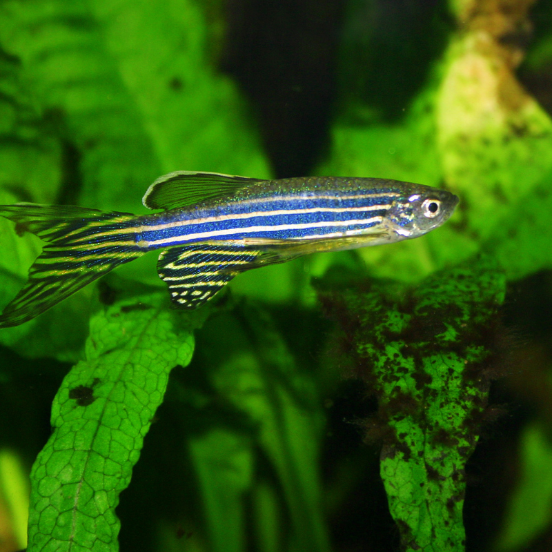 Where do Zebra Danios come from?