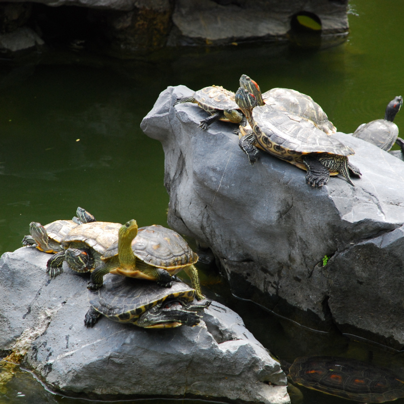 Paludarium for Turtles | Real Aquatics