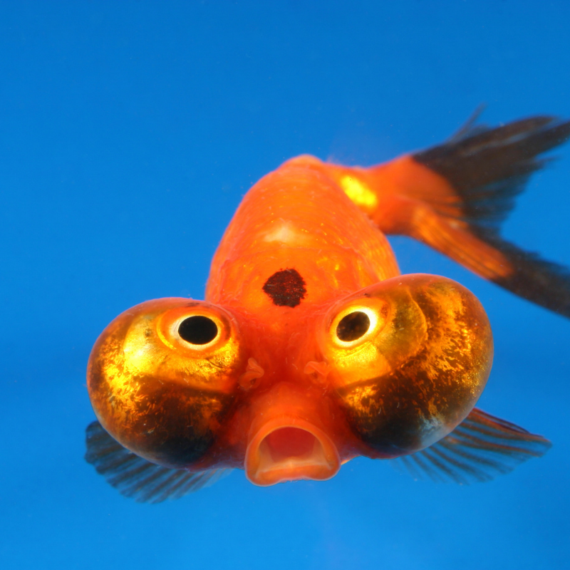 Can you keep Celestial Eye Fancy Goldfish with Common Gold Fish?
