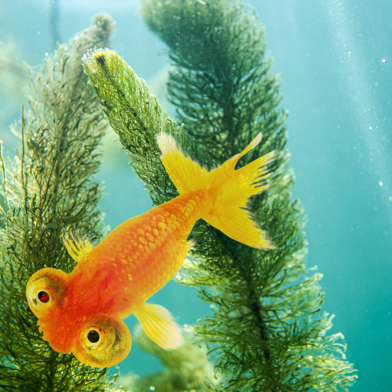 Can I keep Celestial Eye Fancy Goldfish in a garden pond?