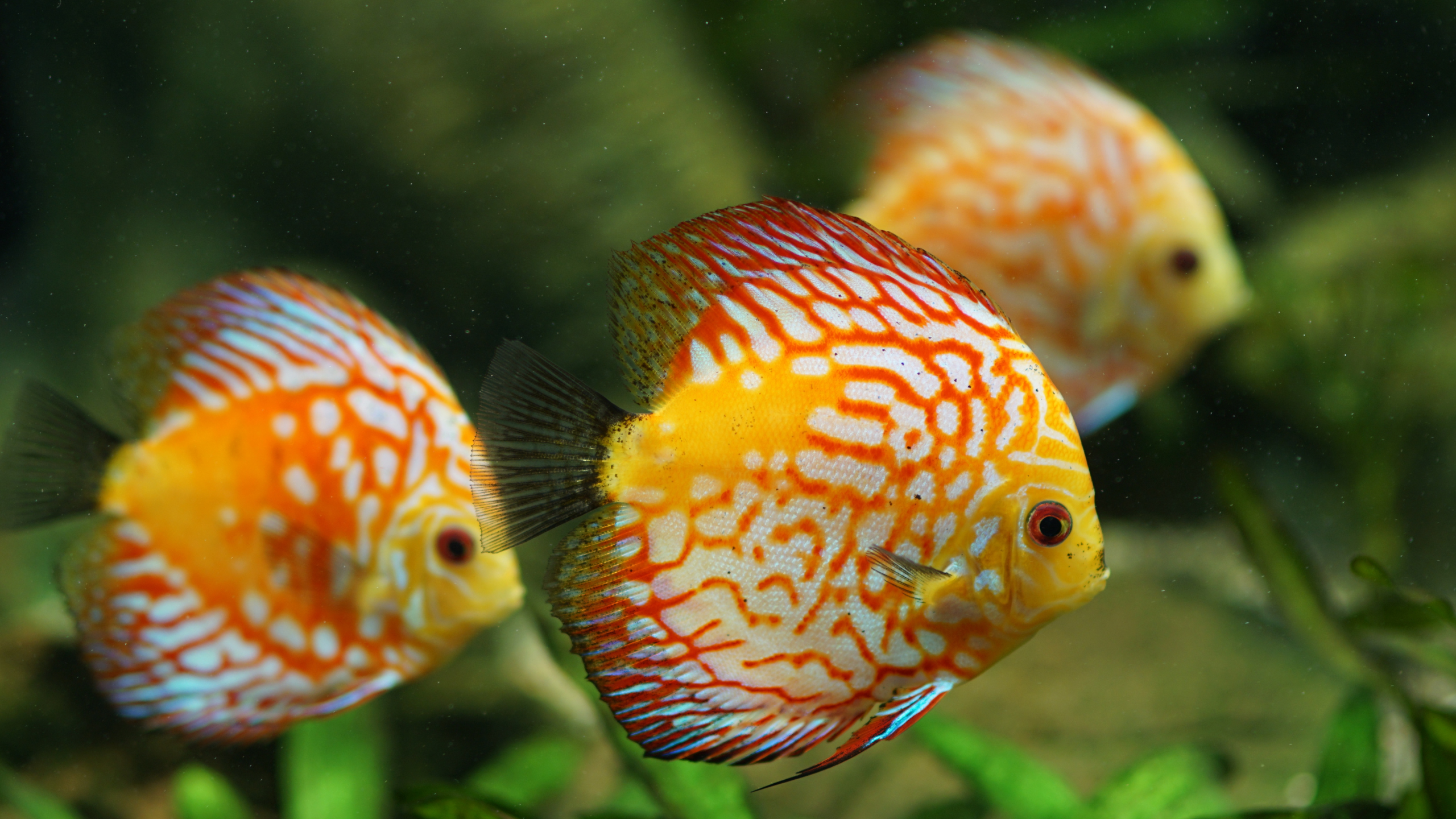 Fantasy Fish AI: The World of Tropical Fish