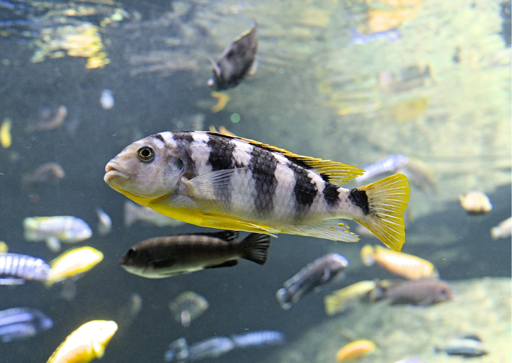 How to Cycle a Fish Tank | Video