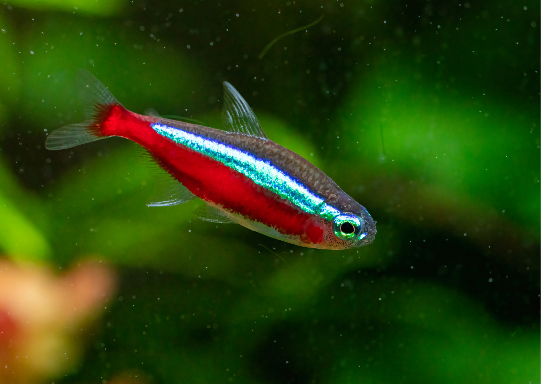 Neon Tetras vs Cardinal Tetras – Which Should You Choose?