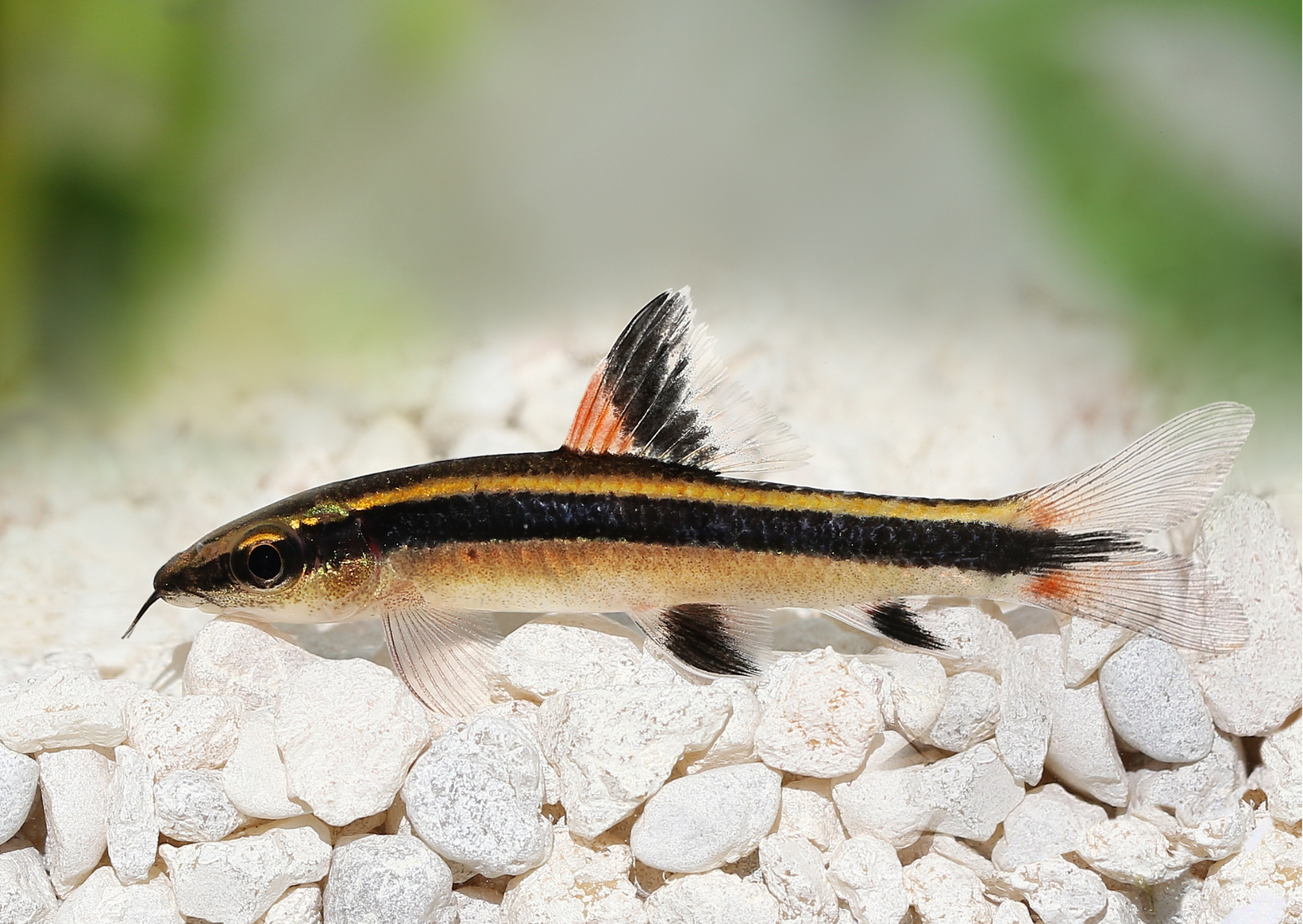 Fish Profiles | Flying Fox