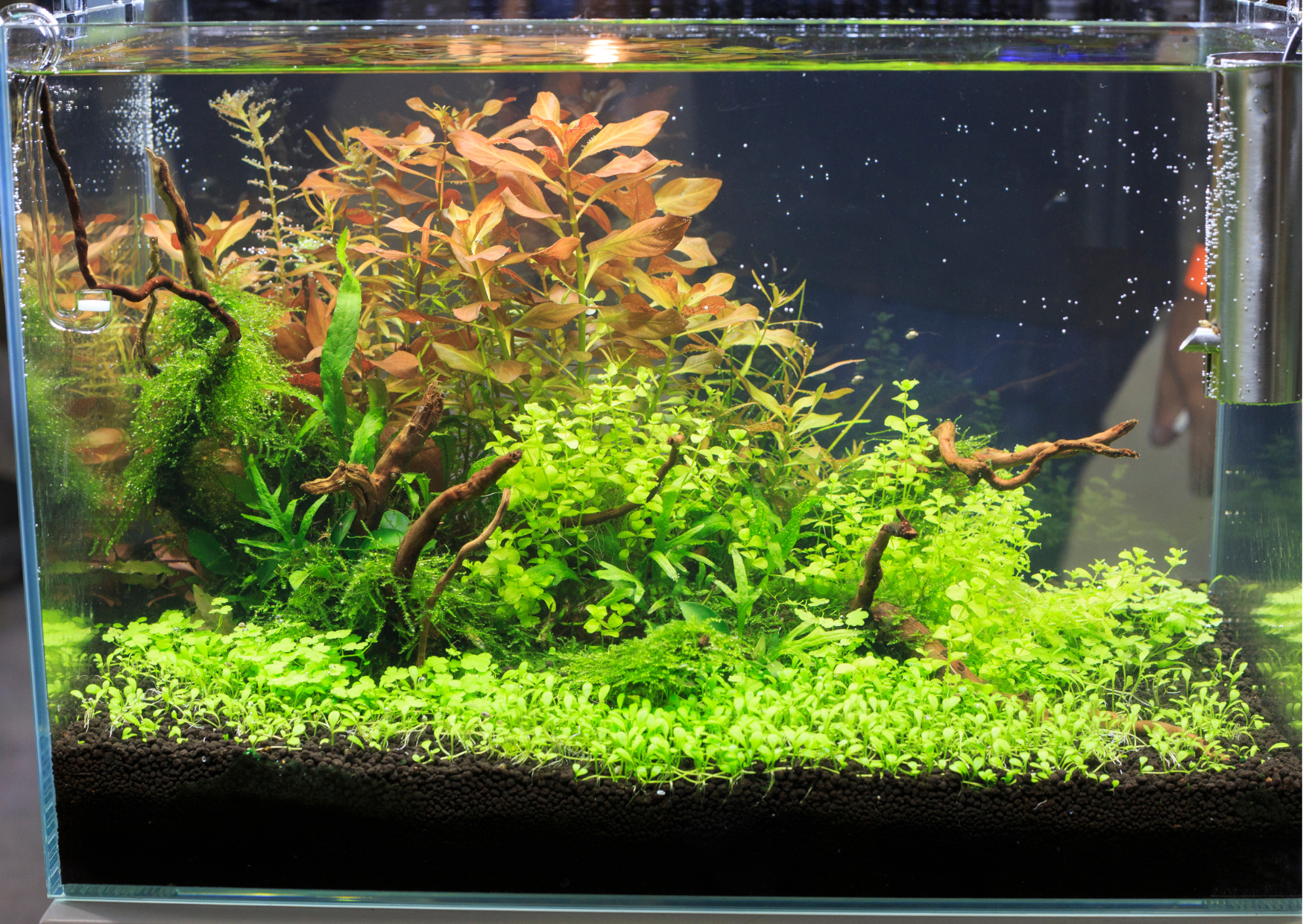 Tips to make your Planted Aquascape Aquarium a Success