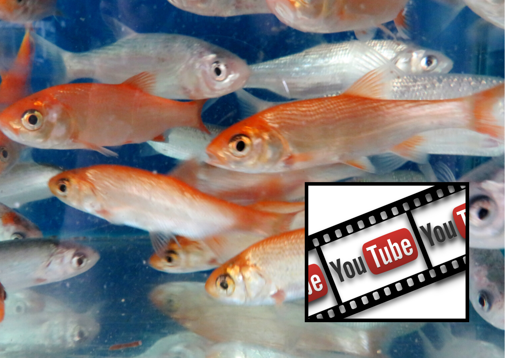 Video | Golden and Blue Orfe in an Aquarium