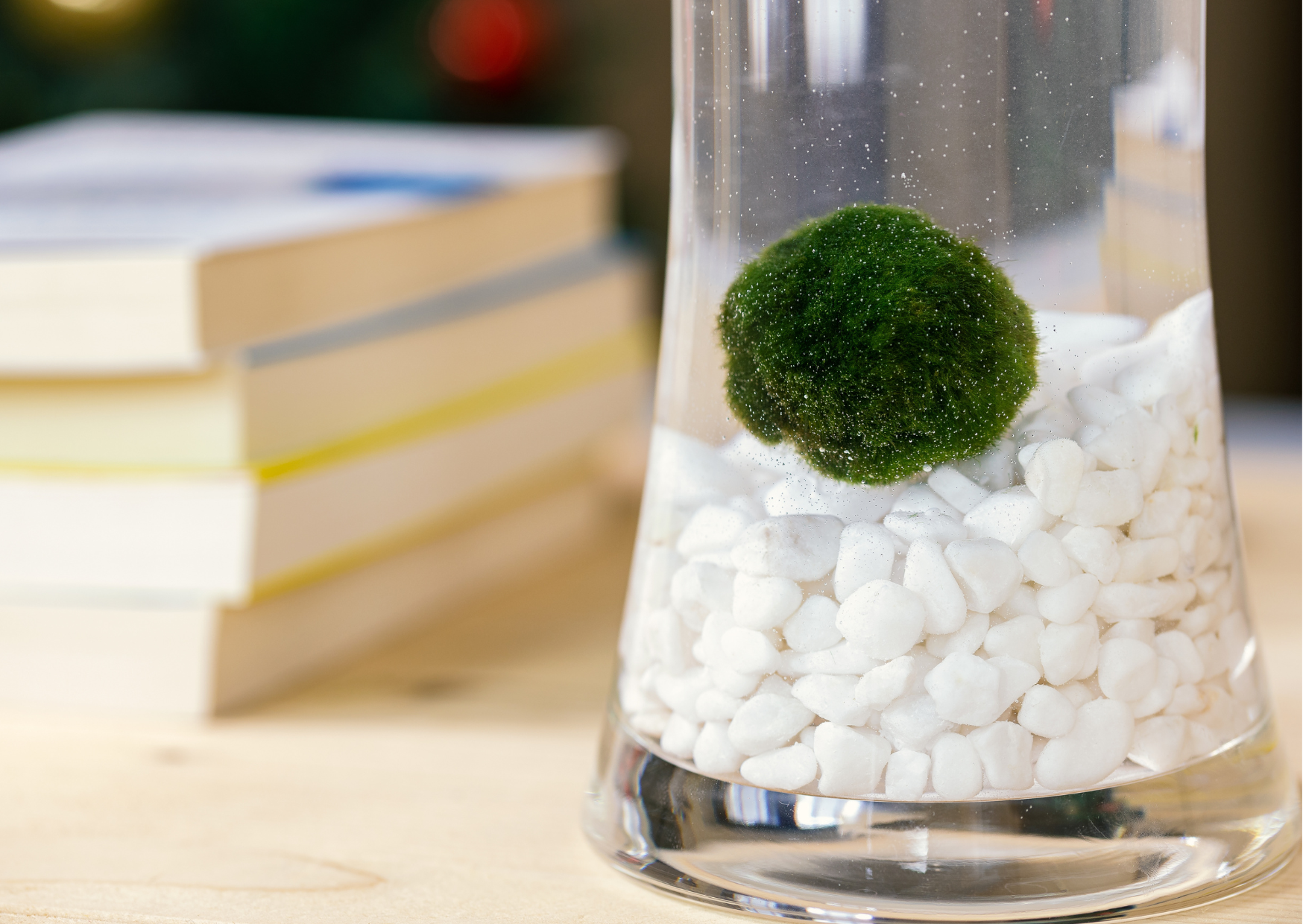 Why Marimo Moss Balls Are Perfect for Ornamental Jars