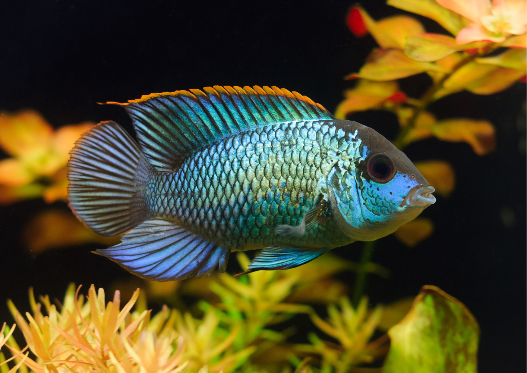 Electric Blue Acara – The Ultimate Care Guide