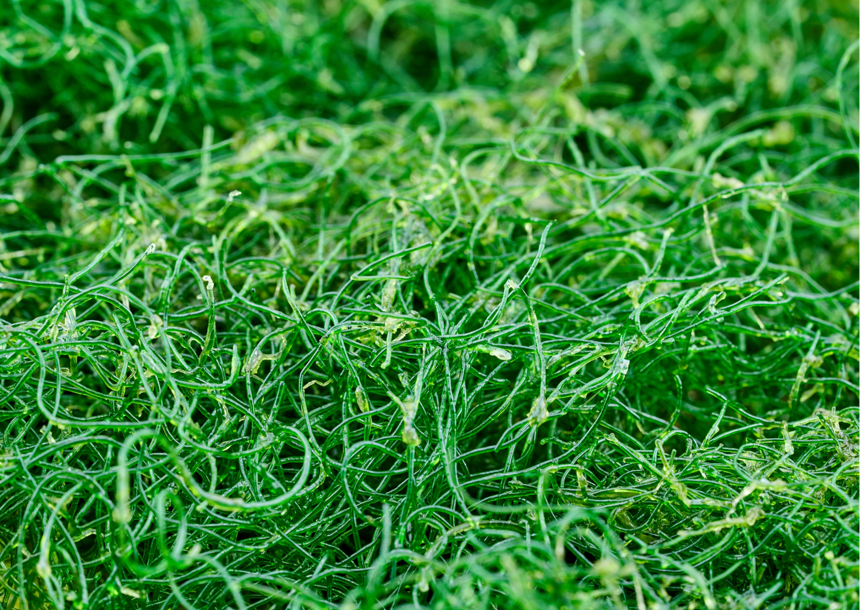 Seaweeds | Spaghetti Seaweed (Chaetomorpha linum)