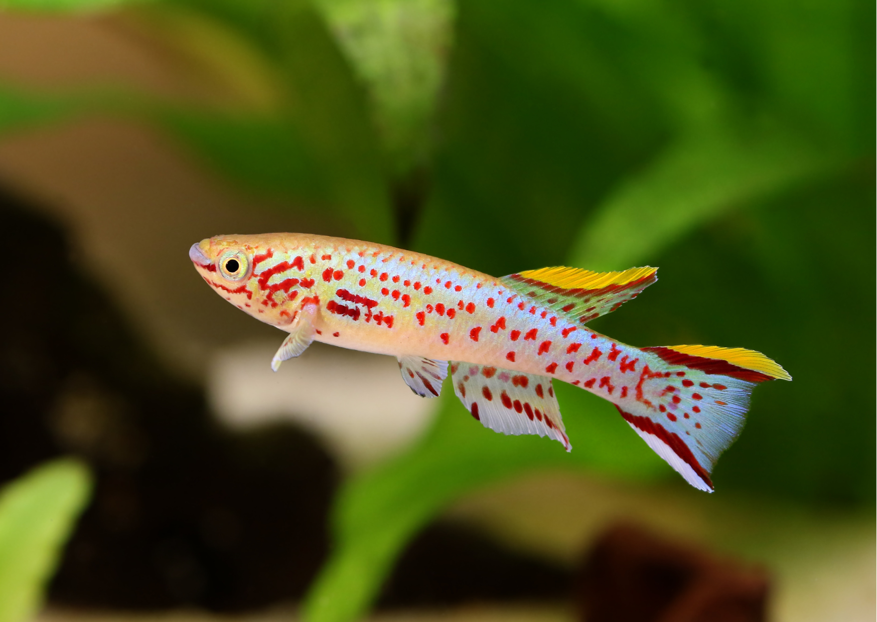 Classifying Fishes: Order Cyprinodontiformes