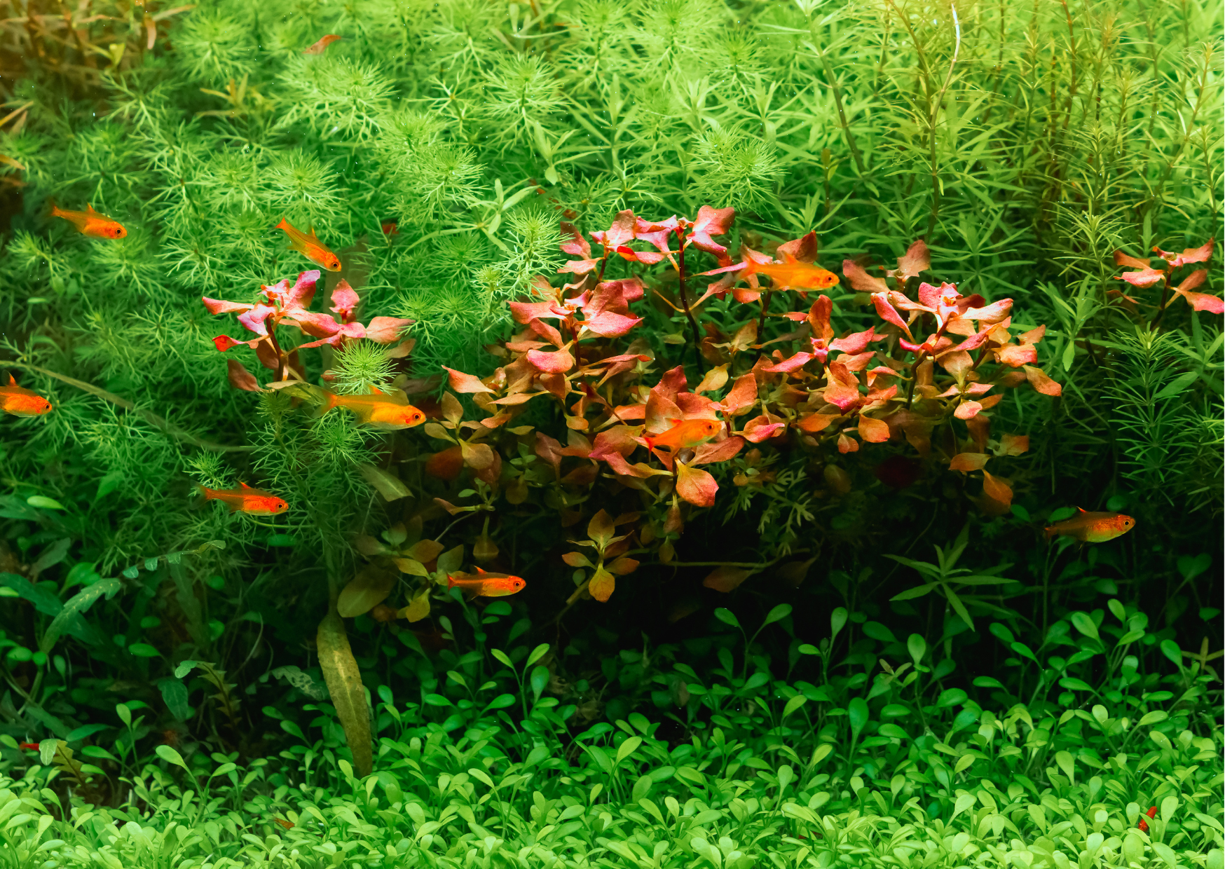 Tackle Ammonia in an Aquarium