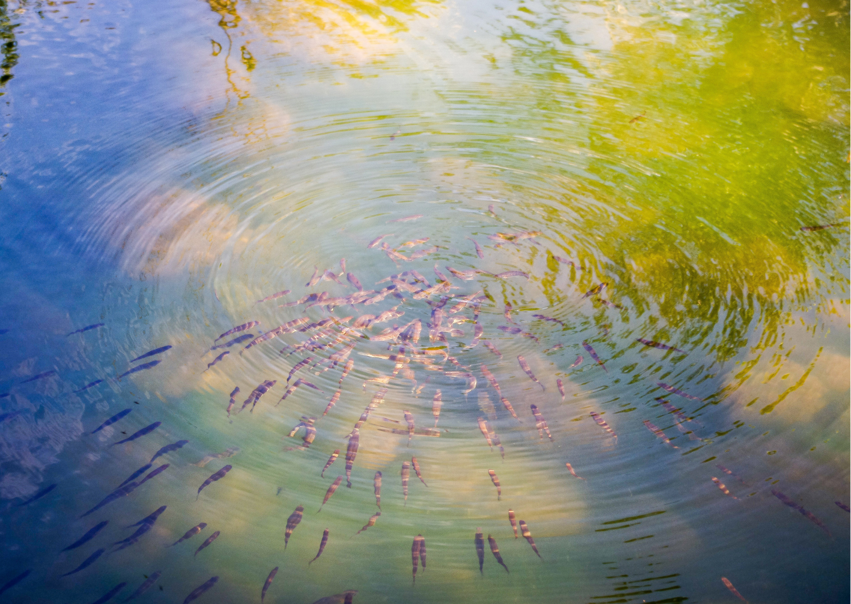 Tackle Ammonia in a Pond