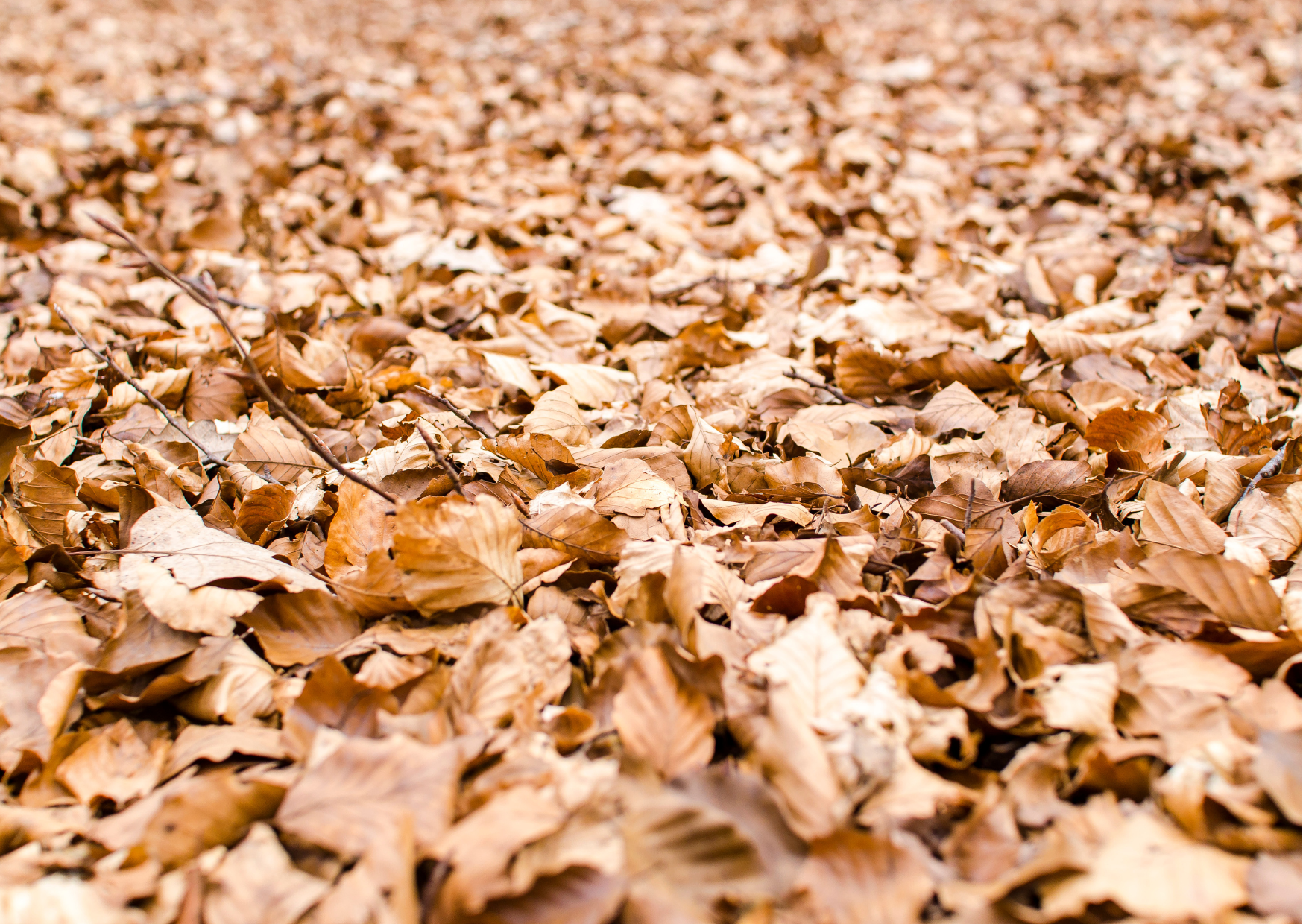 Can I use locally collected leaves in my aquarium?