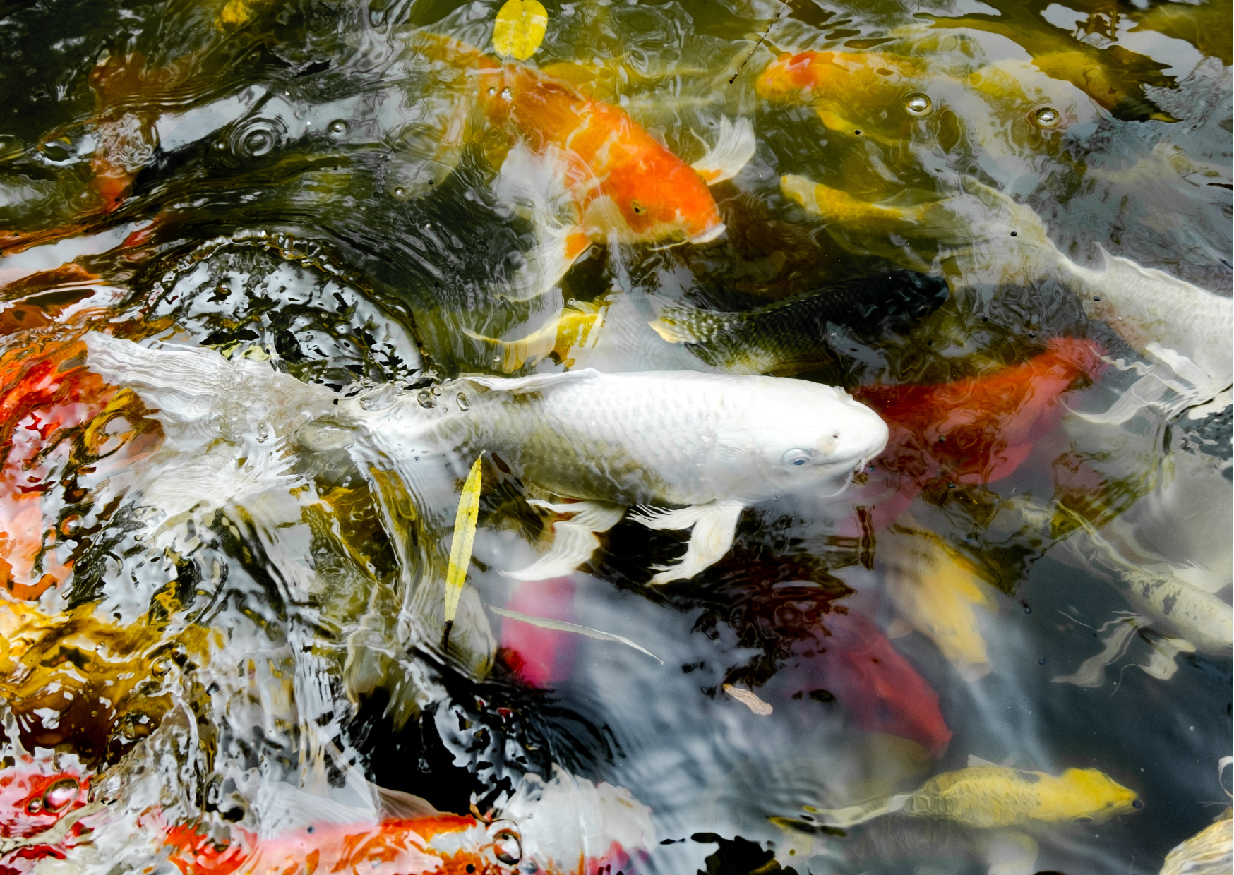 The Best Pond Filter Pumps for 2024