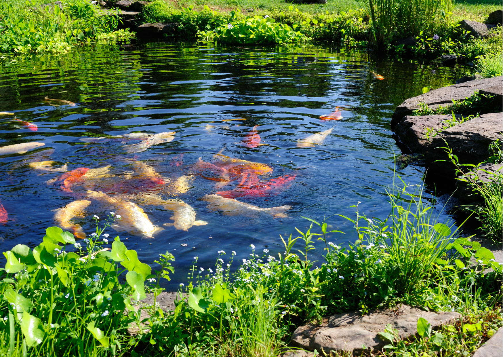 The Best Pond UV Sterilisers for 2024