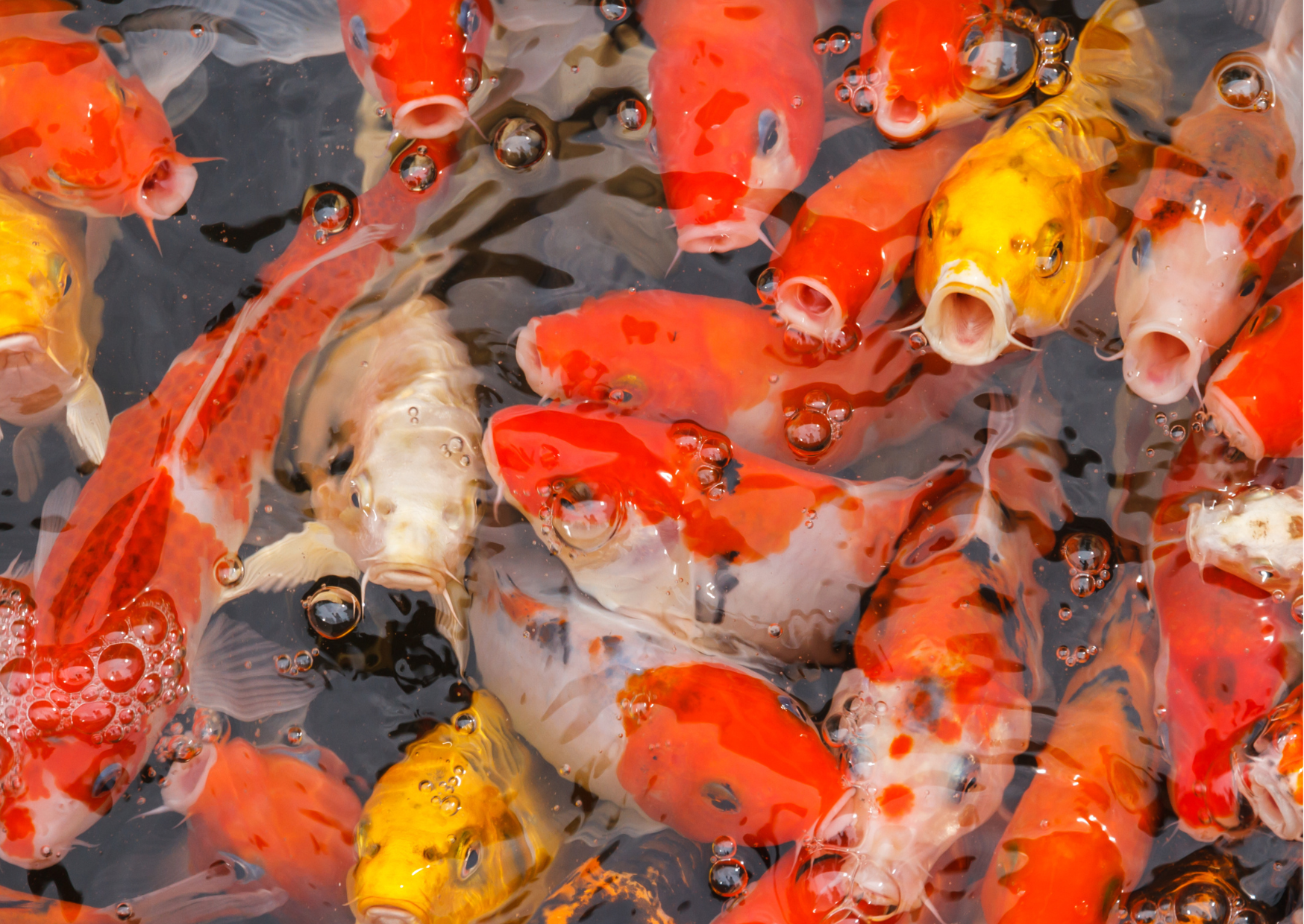 Common reasons fish come to the surface