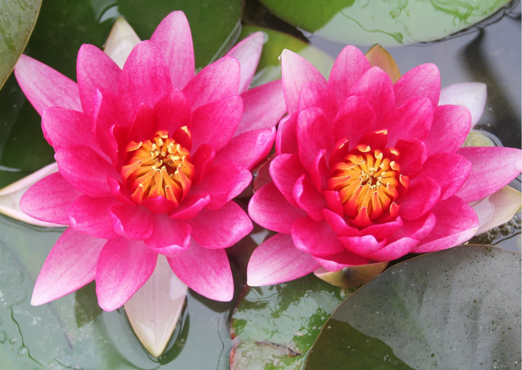 Pond Plants Classification Explained | Different Types